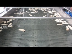 Machine à nettoyer les bulles de champignons